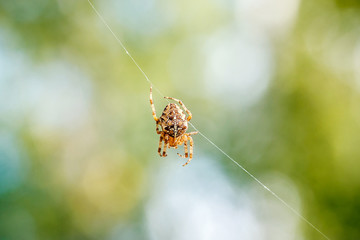 Cross spider in a beautiful web