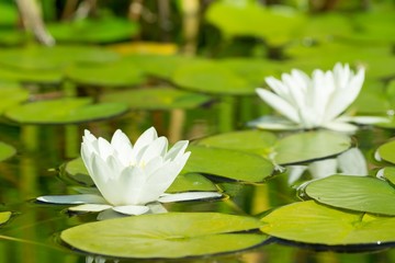 White water lily flowers and leafs