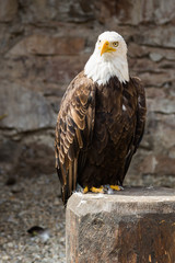 Oiseau Pygargue à tête blanche
