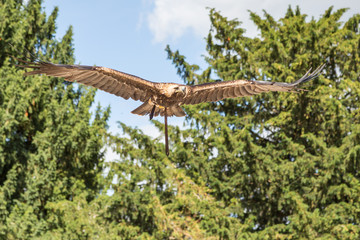 Fototapeta na wymiar Oiseau Aigle impérial en vol