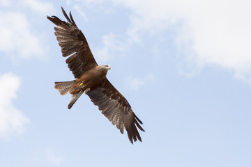 Oiseau aigle en vol