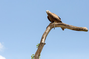 Oiseau Aigle royal sur sa branche