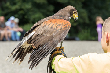 Oiseau rapace sur le bras d'un enfant