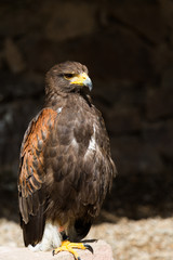 Oiseau Buse de Harris