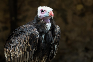 Oiseau Vautour à tête blanche