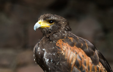 Oiseau Buse de Harris