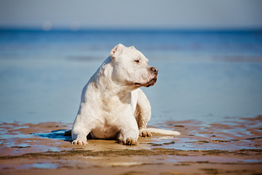 dogo argentino dog on the beach