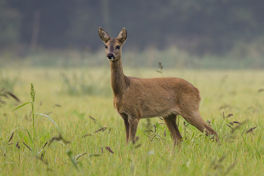 Weibliches Reh (Capreolus capreolus) 9