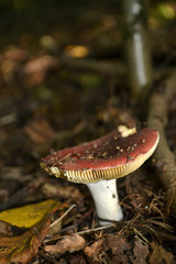 Ledertäubling russula alutacea