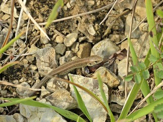Junge Zauneidechse (Lacerta agilis) auf Kalkmagerrasen