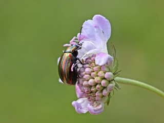 Regenbogen-Blattkäfer (Chrysolina cerealis) auf Tauben-Skabiose © Schmutzler-Schaub