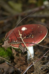 Braunroter  Leder-Täubling