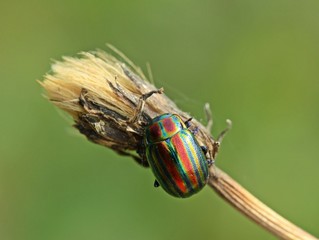 Regenbogen-Blattkäfer (Chrysolina cerealis) © Schmutzler-Schaub