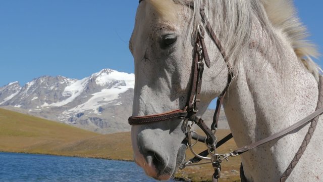 white horse face close up