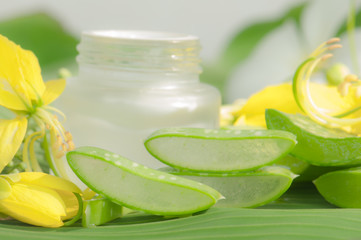 Aloe vera plant for skincare