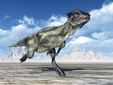 Dinosaur Pachycephalosaurus