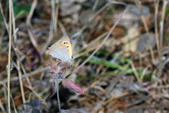 Mariposa cardenalillo tomares balbus, Sauceda, Hurdes, Espa&ntilde;a