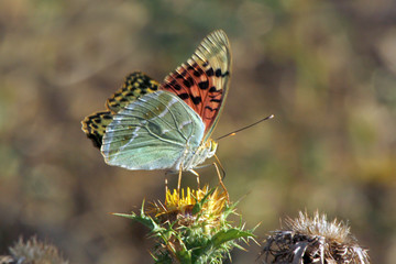 Mariposa cardera argynnis pandora, Sauceda, Hurdes, España