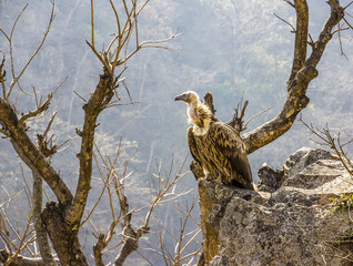 vulture