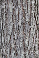 Close up of a Old Bark Wooden Texture use as a Background