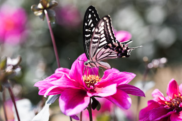 揚羽蝶とダリア