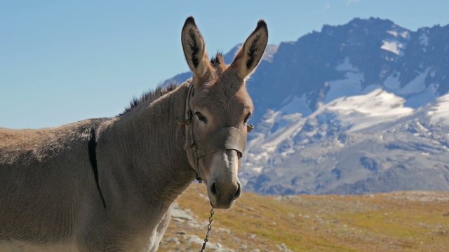 alpine landscape with mule