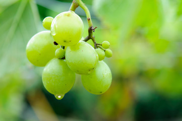 生育中のブドウ