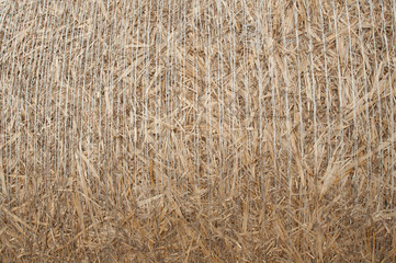 Dry straw detail, texture