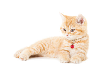 little Ginger british shorthair cats over white background