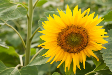 Fototapeta premium Sunflower in the field. Detail