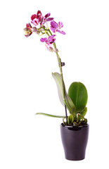 Naklejka na ściany i meble Closeup photo of orchid isolated on white