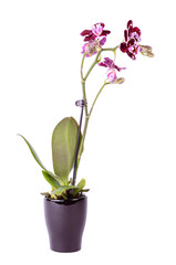 Naklejka na ściany i meble Closeup photo of orchid isolated on white