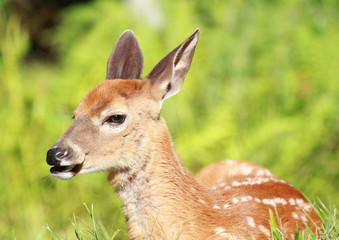 jeune cerf couché