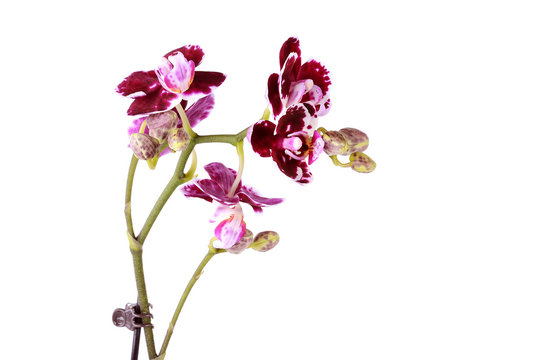 Closeup photo of orchid isolated on white