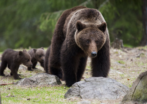 Björnhonan med flera mindre ungar