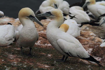 uccello sula bassana helgoland mare del nord isole frisone