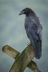 Raven in the rain