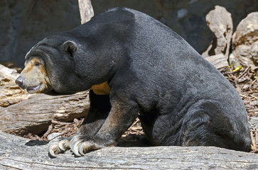 Malayan sun bear