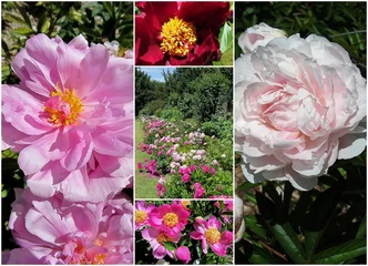 Papier peint photo Pivoines pivoines  © CB94