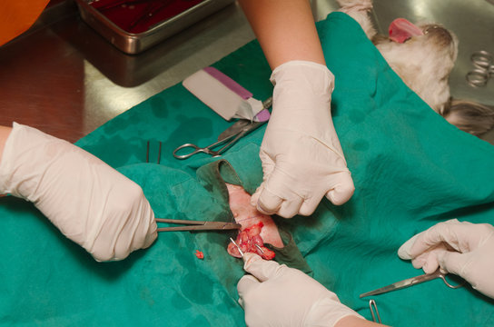 dog in a veterinary surgery ,veterinarian sterilization operatio