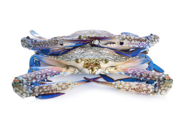 Blue crab