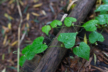 The green leaves after the rain