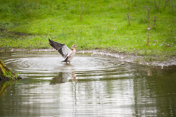 goose - Alopochen aegyptiacus - bathing in a pond