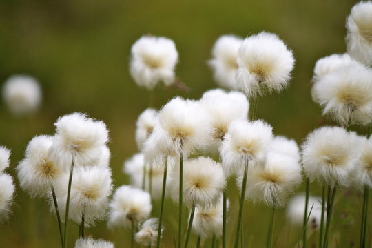 Eriophorum