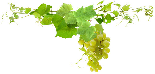 grappe de raisin blanc et feuilles de vigne