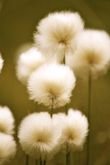 Eriophorum