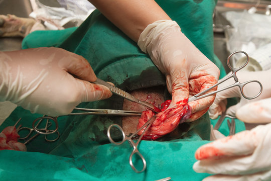 dog in a veterinary surgery ,veterinarian sterilization operatio