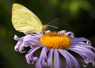 Бабочка на цветке