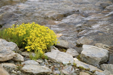 Ruscello di montagna