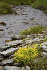 Ruscello di montagna